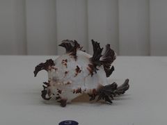 -青岛贝壳博物馆