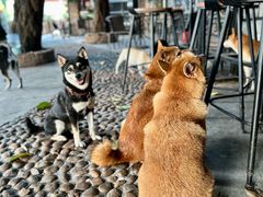 -柴犬高等学院·狗咖·柴犬售卖·宠物训练