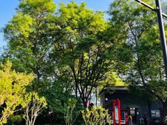 -莲花池公园