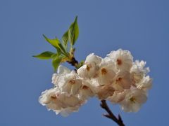 -天适樱花悠乐园