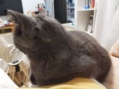 -瑞鹏宠物医院·超声·骨科·奇麟分院(蜀都万达店)