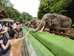 -西双版纳勐泐文化旅游区