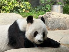 -香港海洋公园