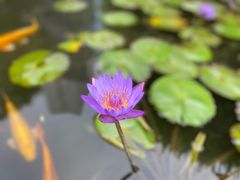 -广州白天鹅宾馆