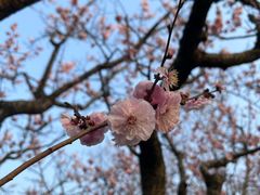 -梅花山(明孝陵内)