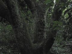 -中国茶叶博物馆(双峰馆区)