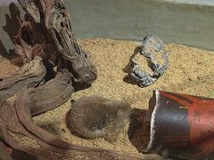 -正佳雨林生态植物园