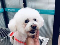 -安安宠物医院(情缘分院)