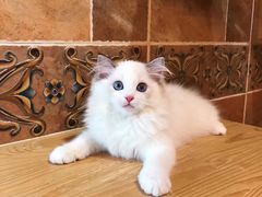 -Bastet sally猫舍购宠(静安店)