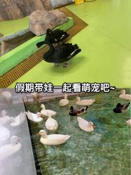 -七巧国萌宠乐园(龙湖天街店)