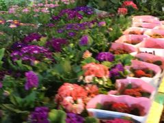 -曲阳花鸟市场(曲阳路店)