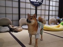 -逗柴咖啡屋·狗咖猫咖宠物桌游