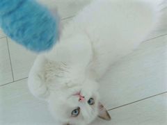 -喵的天空名猫咖啡馆·撸猫·猫舍·用品
