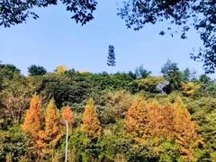 -重庆彩云湖湿地公园