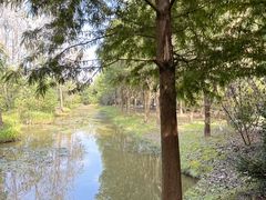 -合肥滨湖国家森林公园