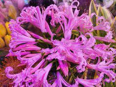 -花鸟鱼虫鲜花绿植市场(玉泉路店)