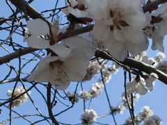 -桃花堤公园