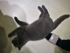 -猫亿天猫咖