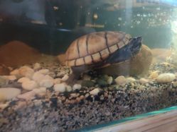 -TATTOO/手工穿孔吧/耳洞/刺青STUDIO