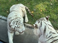 -北京野生动物园