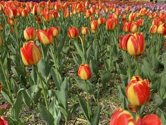 -长春公园(普阳街道)