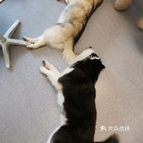 哈哈哈士奇，满足你对哈士奇的所有幻想