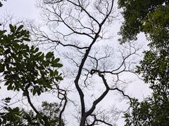 -天鹿湖森林公园
