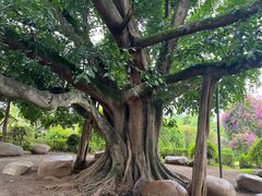 -中国科学院西双版纳热带植物园