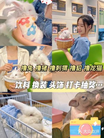 杭州探店｜快来撸兔子撸猪啦啦啦啦！