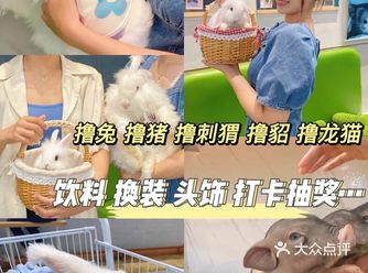 杭州探店｜快来撸兔子撸猪啦啦啦啦！