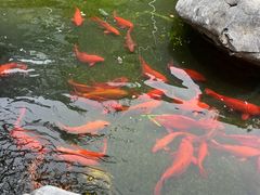 -麒麟小院·老九江菜(安平路店)
