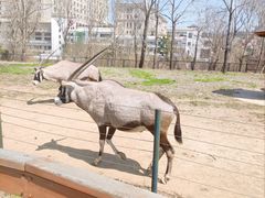 -大连森林动物园