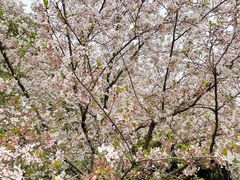 -苏州上方山国家森林公园