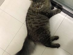-哆趣宠物医院·眼科·内镜·急重症转诊中心(上海店)
