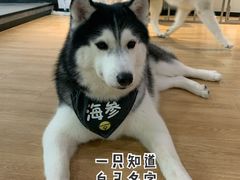 -Husky Go! 哈士奇体验馆·宠物咖啡厅狗咖