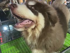 -中环花鸟鱼虫市场