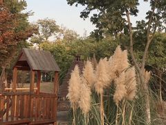 -田园东方蜜桃村的田野营地