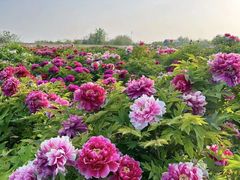 -洛阳市隋唐城遗址植物园
