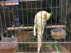 -龟与熊猫宠物公园(南坪店)