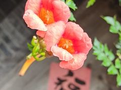 -老张烤羊(王哥庄店)