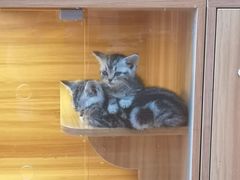 -猫十亿·布偶金渐层·曼基康矮脚猫舍(青年路店)