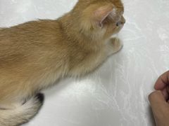 -中农国际动物医院24小时·猫科·骨科·急重症中心