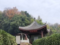 -龙井村