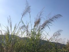 -阳台山森林公园