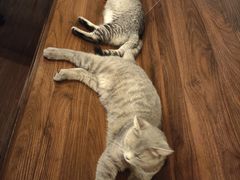 -猫岛主趣味餐厅(鼓浪屿店)