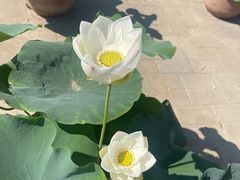 -莲花池公园