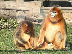 -西安秦岭野生动物园