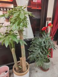 -东方先生国潮男士理发馆