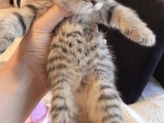-木火柴大铁锅