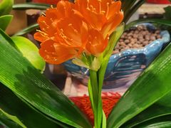 -双季花艺园艺市场(浦东店)